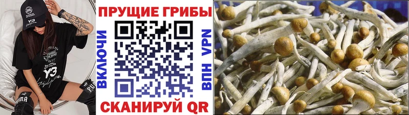 Псилоцибиновые грибы мухоморы дарнет шоп Дубна
